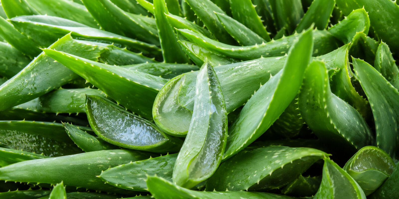 Succo di Aloe Vera BIO