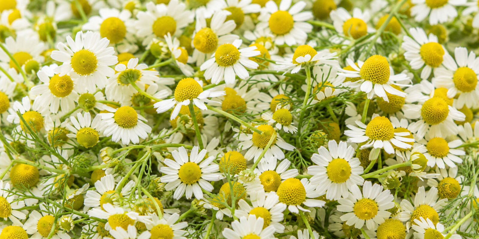 Camomilla romana in cosmetica